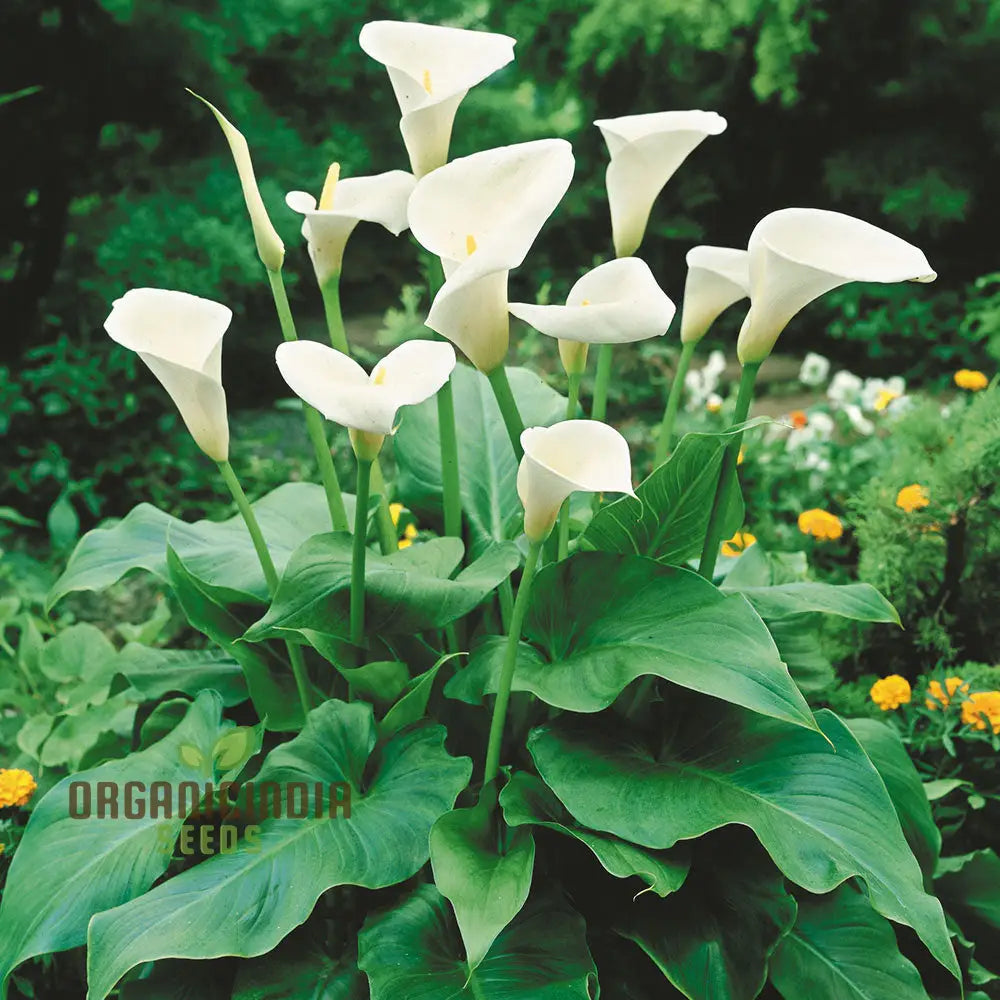 Zantedeschia Aethiopica seeds classic white calla blooms