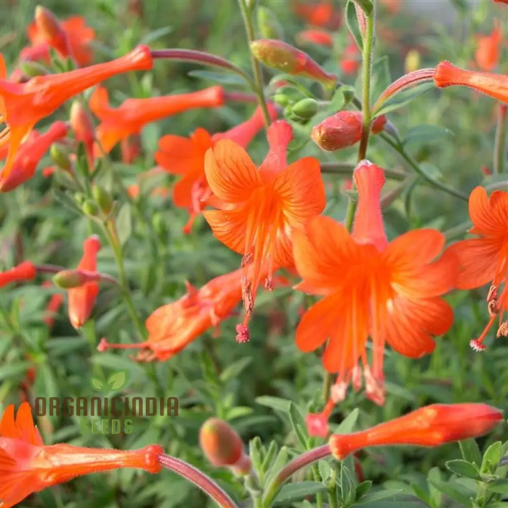 Zauschneria Californica Glasnevin Seeds - Vibrant Red Flowers For Your Gardenâ€™
