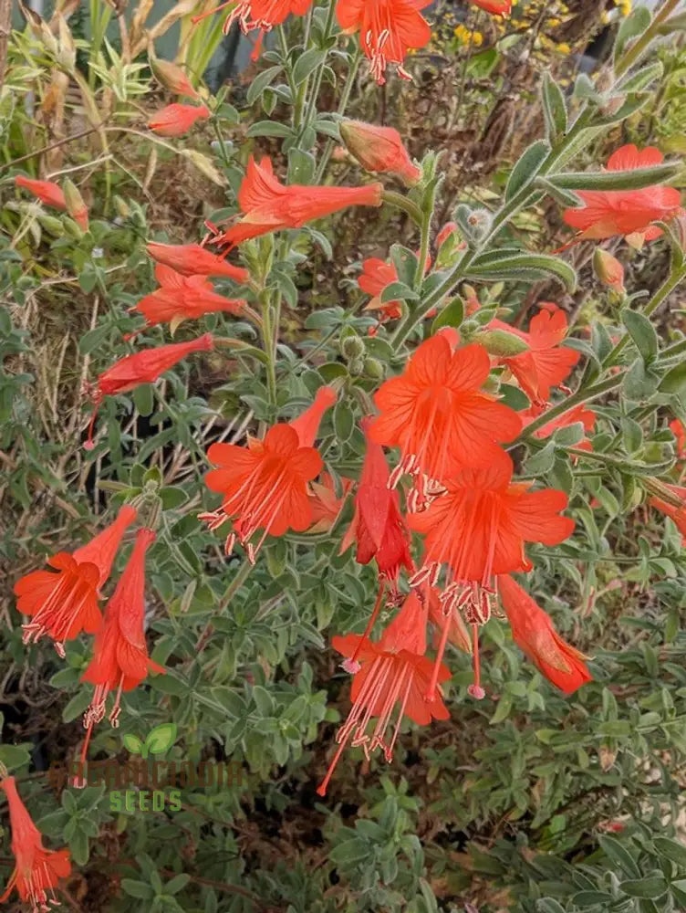 Zauschneria Glasnevin seeds vibrant red blooms