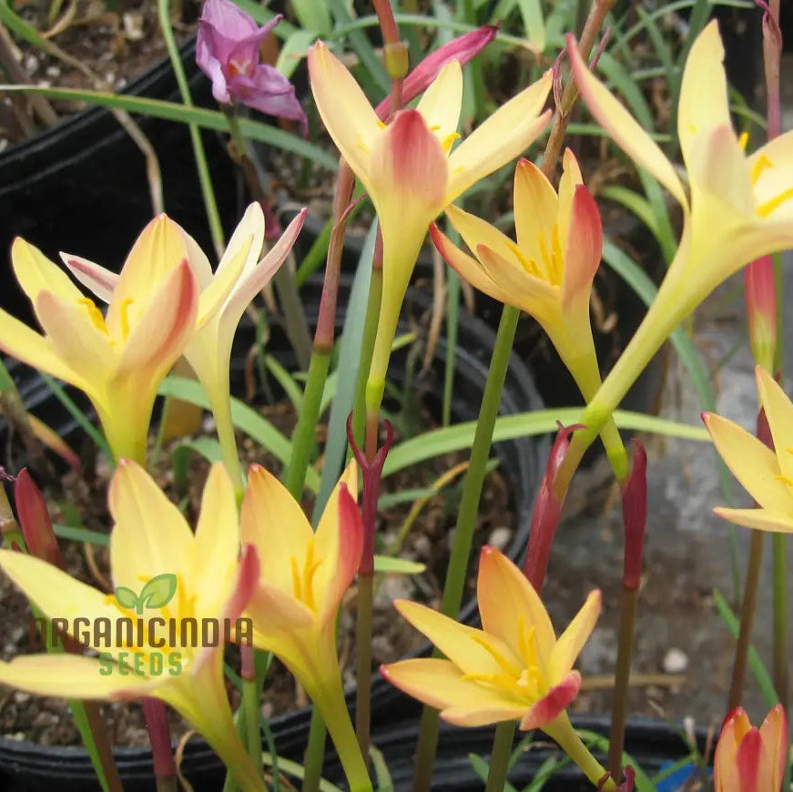 Zephyranthes Primulina seeds for garden planting