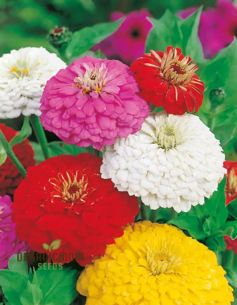 Super Giant Zinnia Flowers Used as Cut Flowers