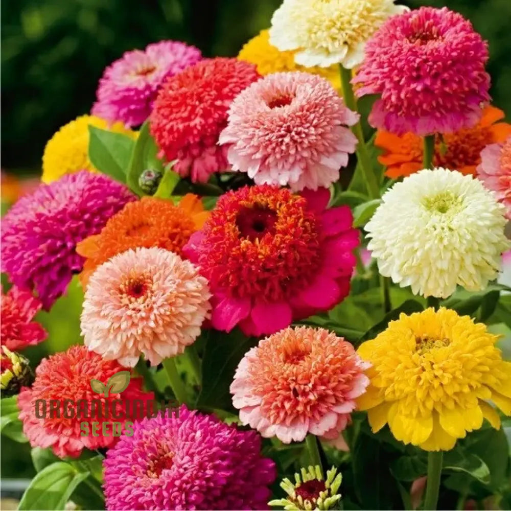 Zinnia Elegans Scabiosa Mix Flower Seeds for Planting