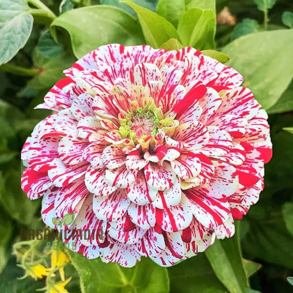 Zinnia Imported Strip Red Flower Seeds Vibrant Colors Long Blooming Season For Garden Seeds