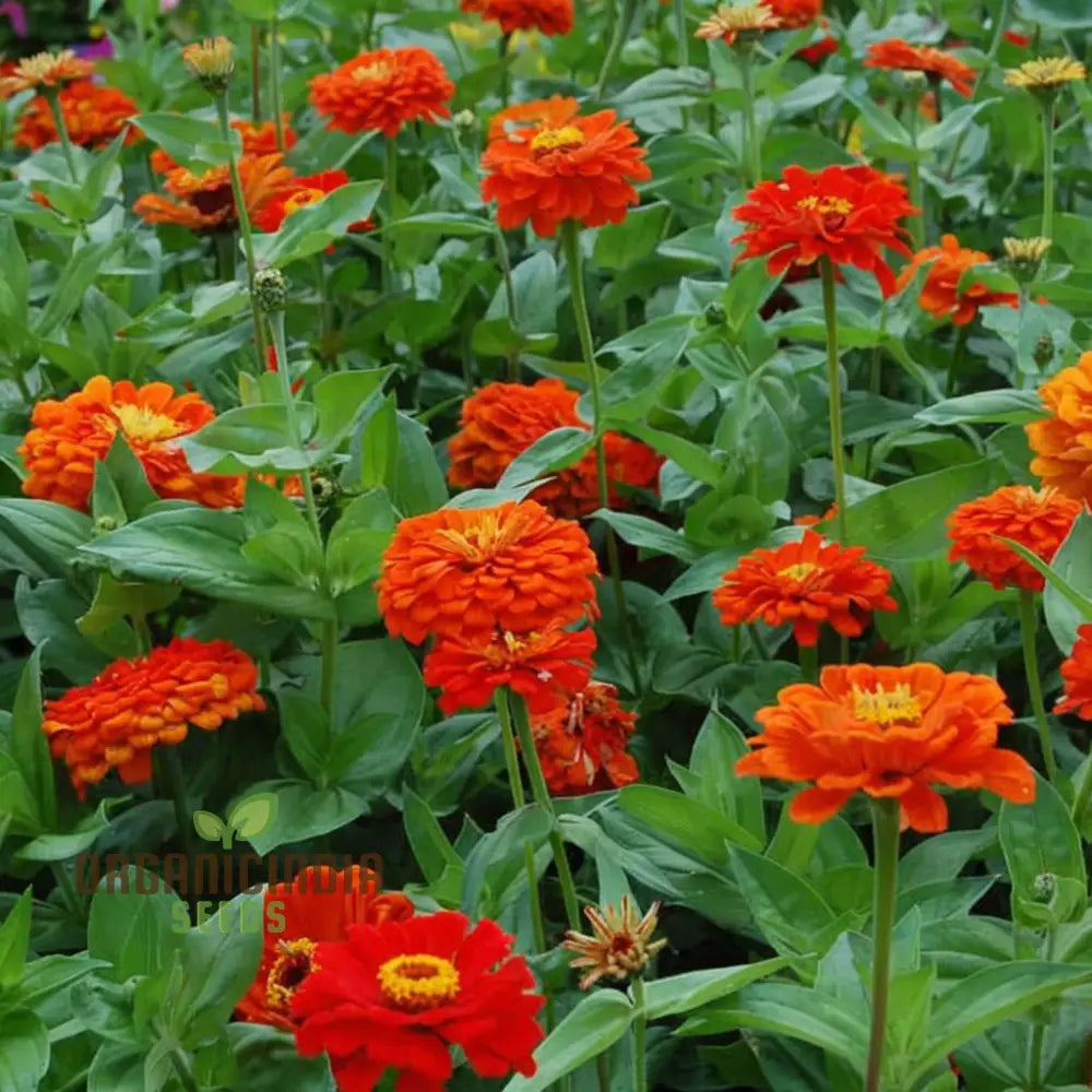 Zinnia Orange King plants in garden display