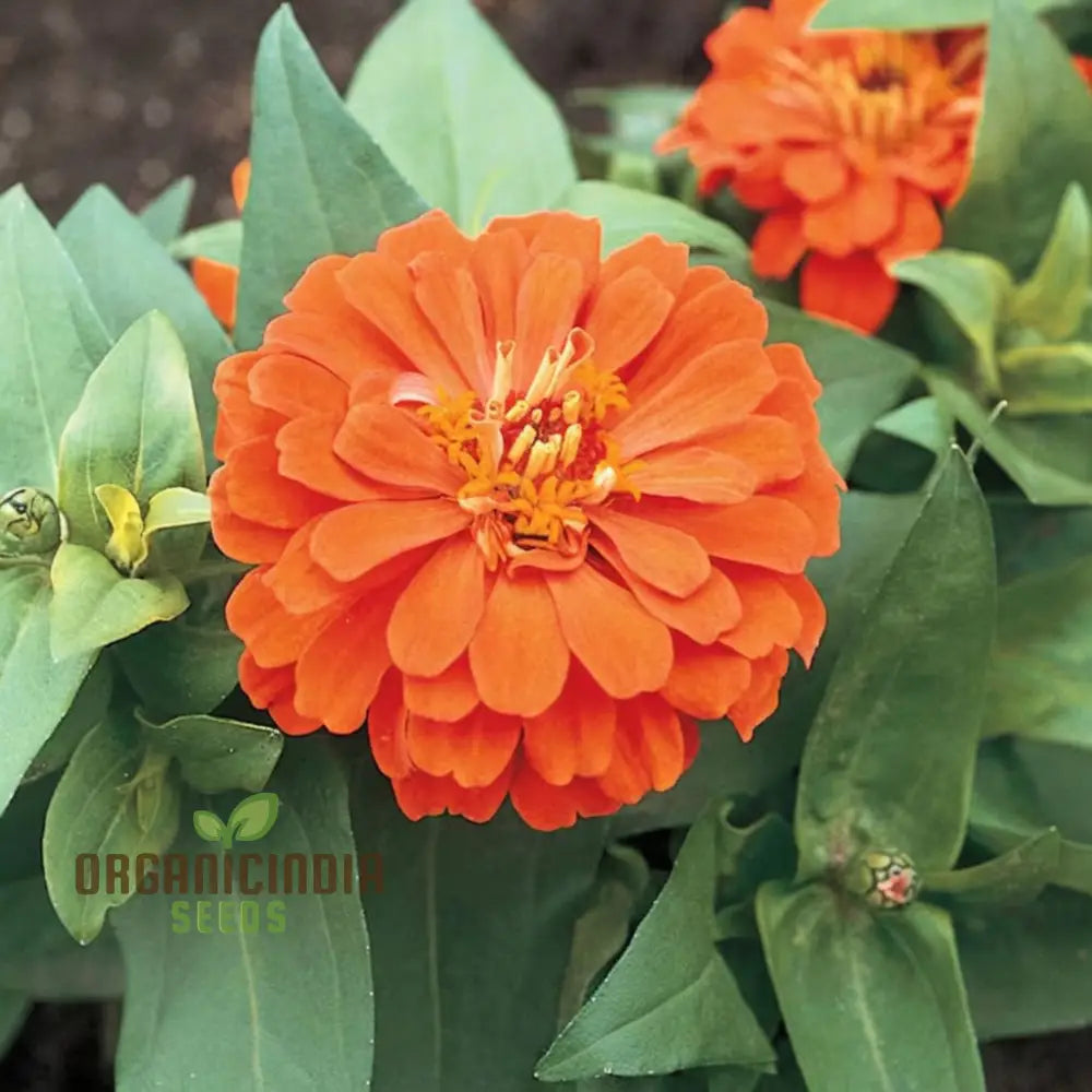 Zinnia Orange King flower seeds for planting