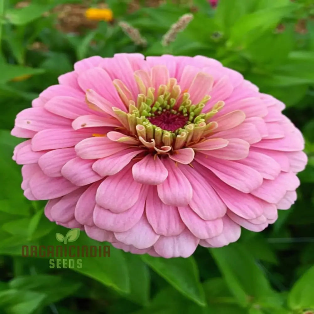 Zinnia seeds for cut flowers soft pink blooms