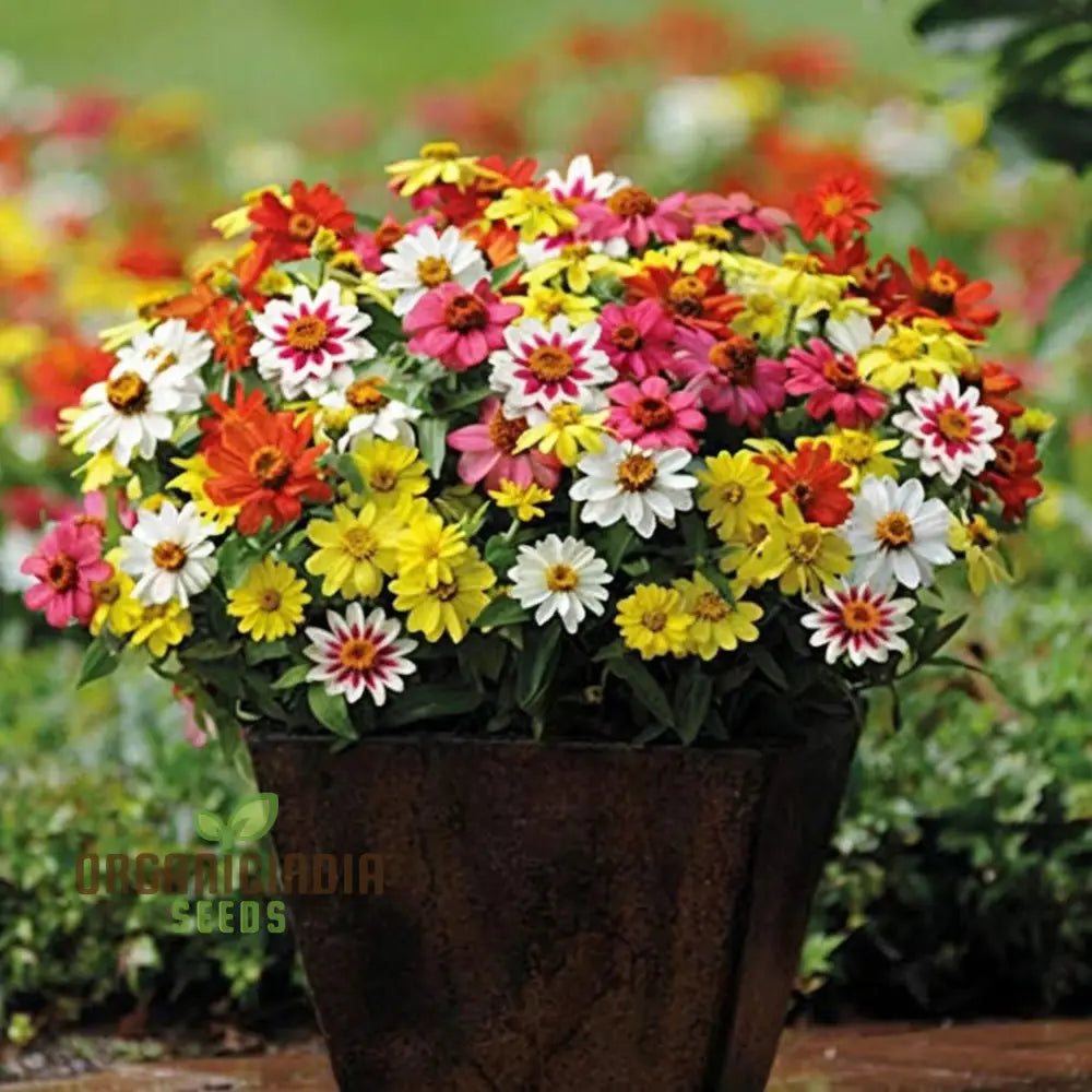 Zinnia Seeds - Raspberry Lemonade â€“ Elevate Your Gardening With Vibrant Eye-Catching Blooms!