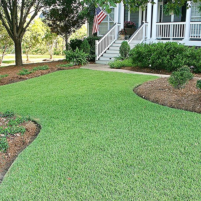 Zoysia Grass Seedlings Establishing in Garden Soil