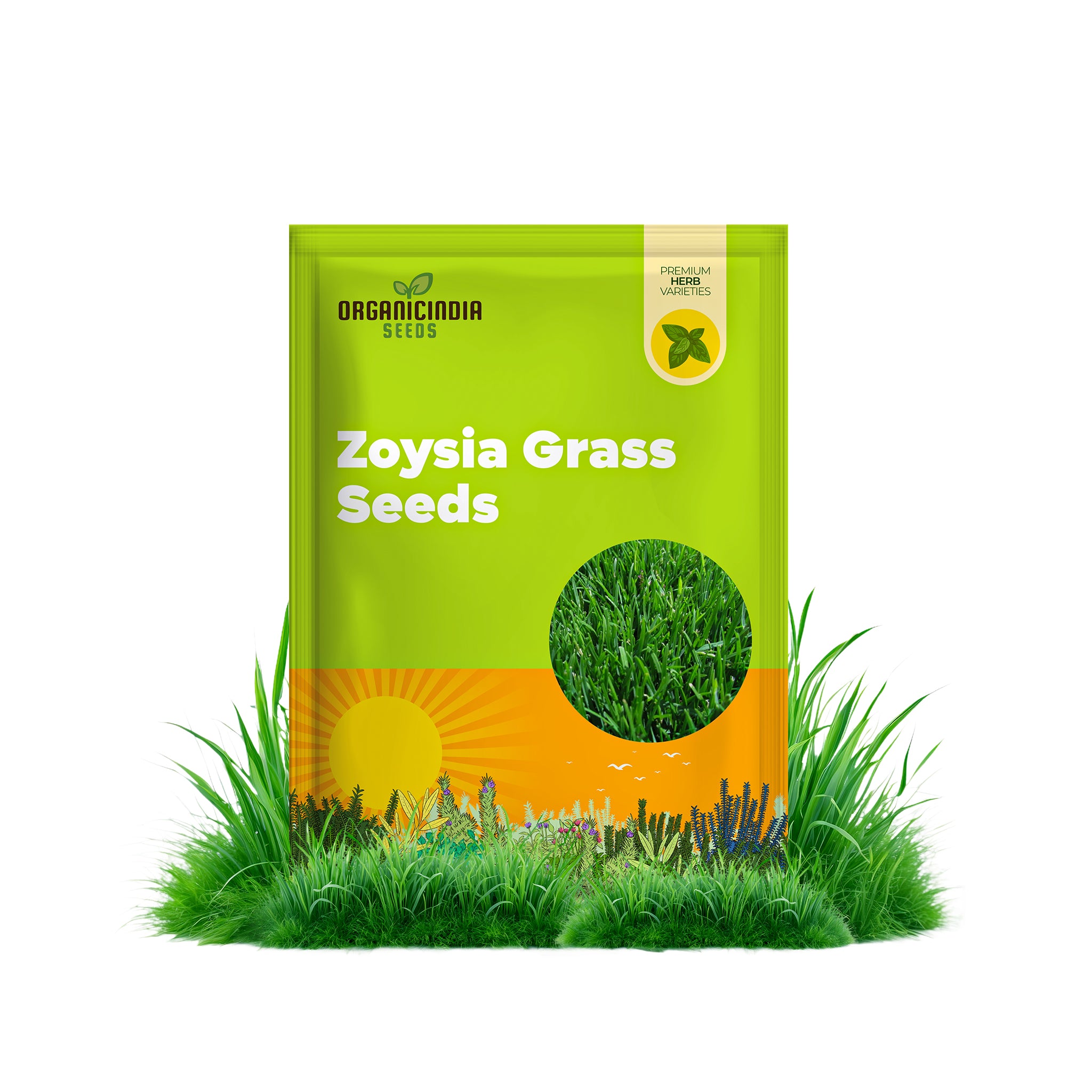 Zoysia Grass Seeds Premium Turf for Lawns and Landscaping