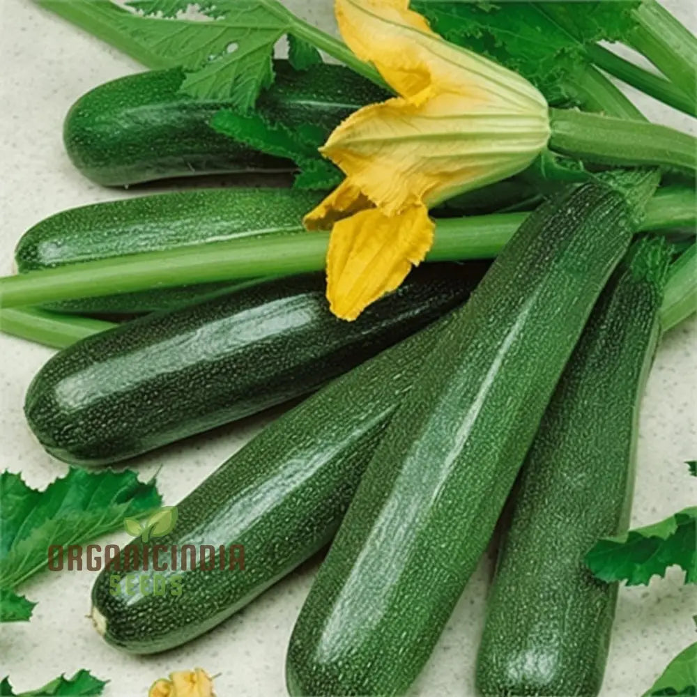 Fresh Ambassador Courgettes on Plant, Tender and Versatile