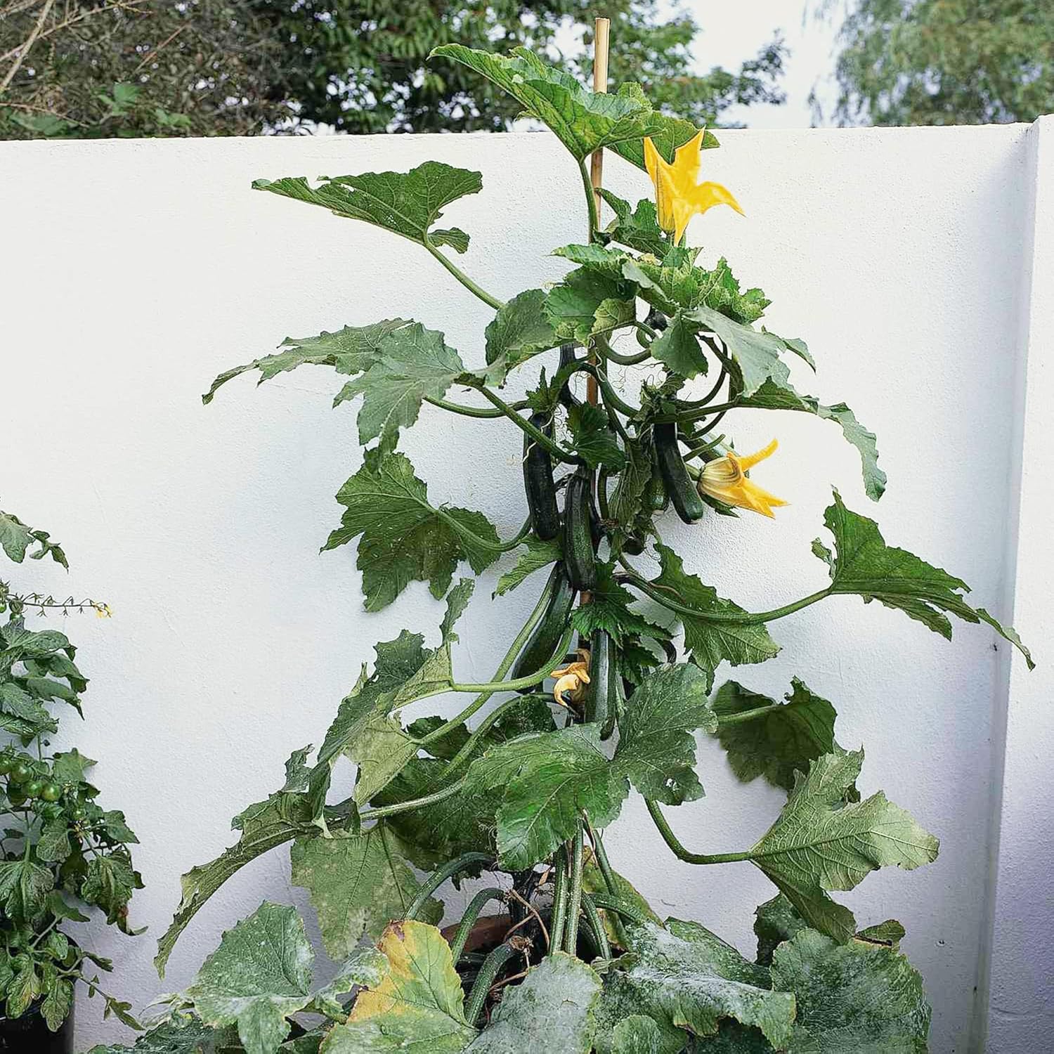 Climbing Zucchini Plants in Garden Bed from Seeds, High-Yield Vegetable