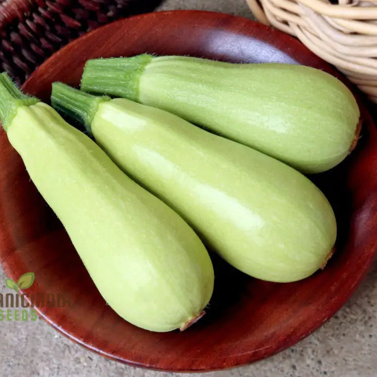 Mature Grey Lebanese Zucchini Plant from Seeds, Compact Garden Variety