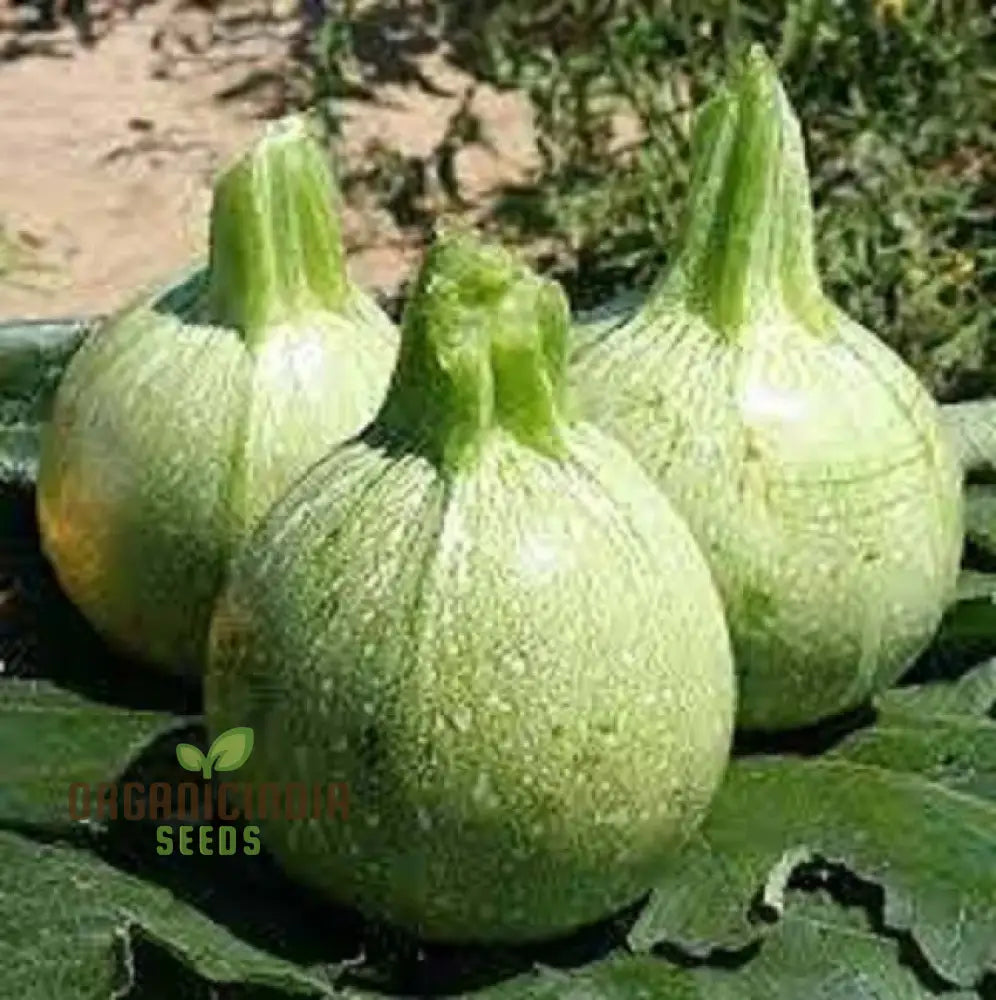 Fresh Ronde De Nice Zucchini Harvest from Organic Seeds