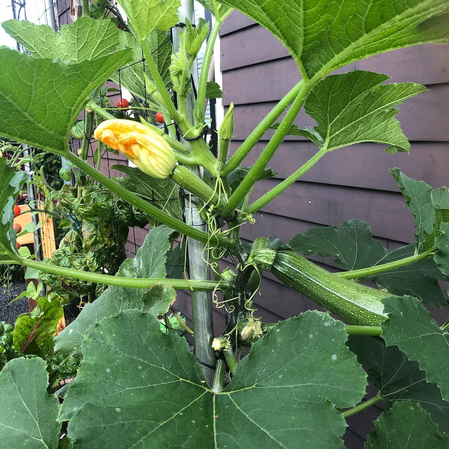 Climbing Courgette Vine Growing from Seeds, Trellis Vegetable Plant