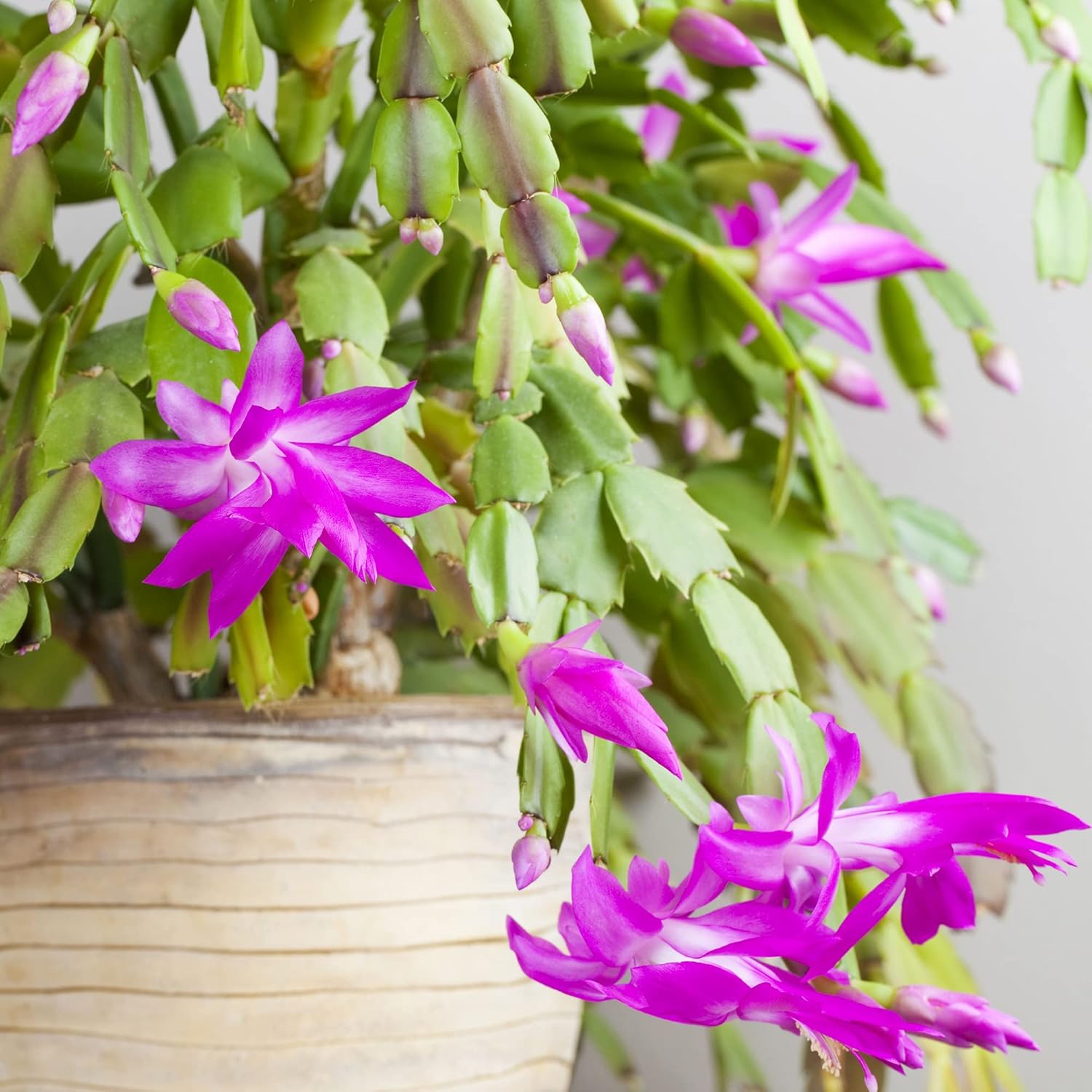 Indoor Crab Cactus Plant from Seeds, Easy-to-Grow Houseplant